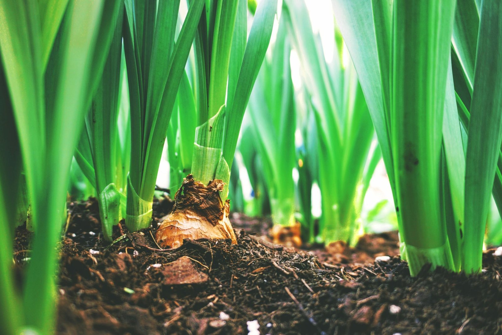 Lawn Fertilisation and Care