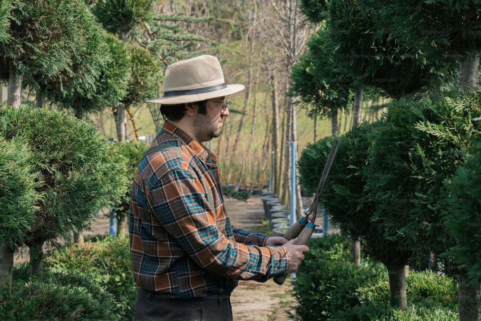Tree and Shrub Care